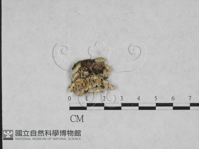 耙菌屬藏品圖，第1張