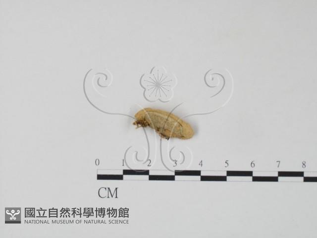 栓菌屬藏品圖，第1張