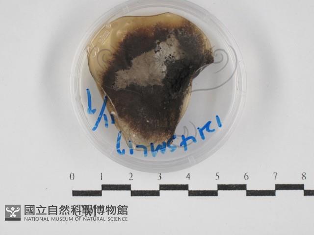 登錄號:F0030266藏品圖，第1張