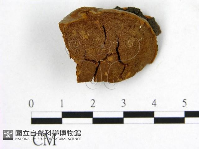 登錄號:F0006266藏品圖，第1張