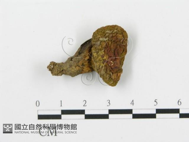 登錄號:F0016266藏品圖，第1張
