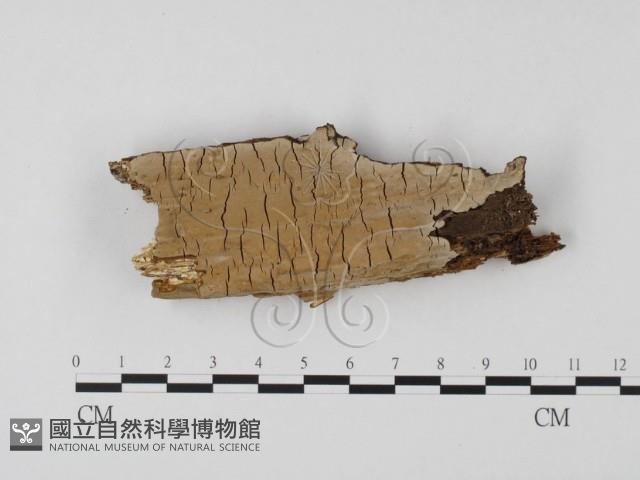 登錄號:F0001266藏品圖，第1張