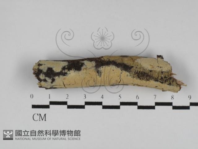 登錄號:F0031266藏品圖，第1張