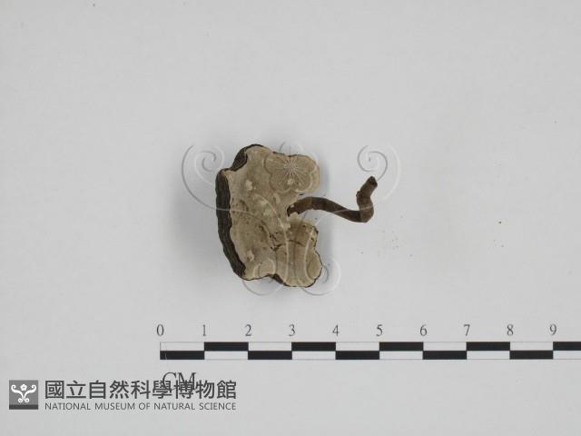 登錄號:F0024266藏品圖，第1張