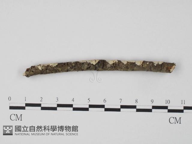 登錄號:F0004266藏品圖，第1張