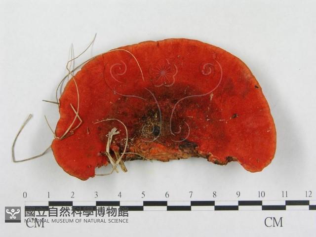 血紅密孔菌藏品圖，第1張