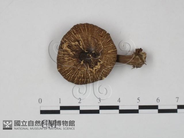 登錄號:F0022266藏品圖，第1張