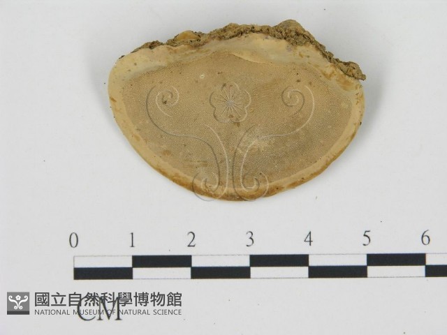 登錄號:F0002266藏品圖，第1張