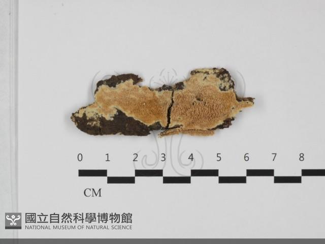 登錄號:F0032266藏品圖，第1張