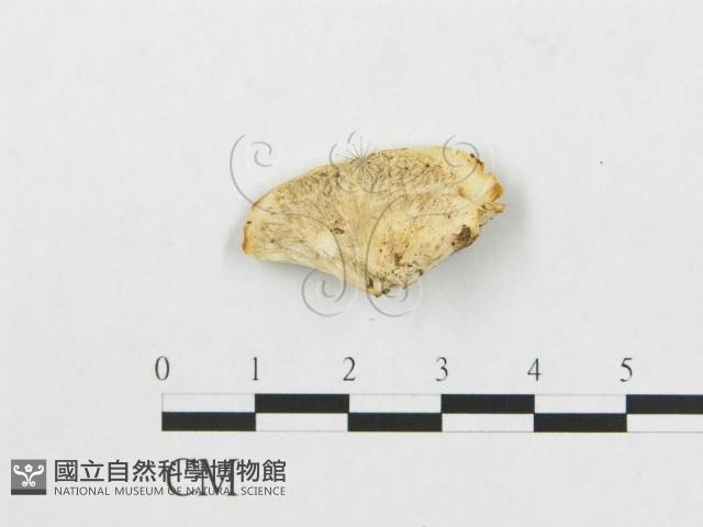 登錄號:F0007266藏品圖，第1張