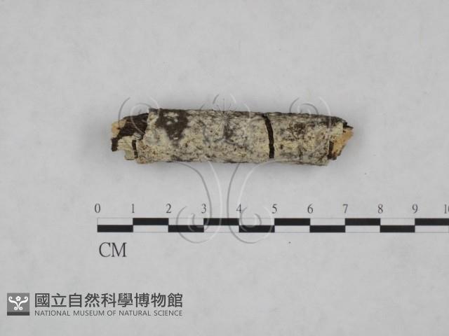 冇骨消絲齒菌藏品圖，第1張