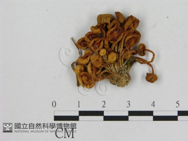 小菇屬藏品圖，第1張