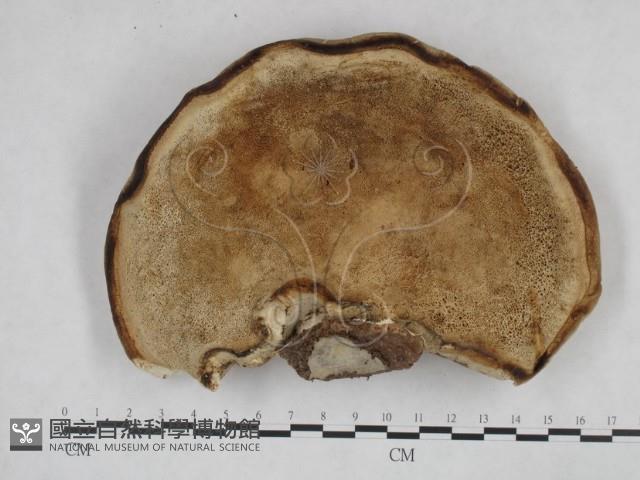 登錄號:F0015266藏品圖，第1張