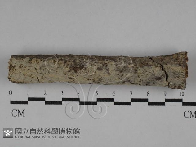 登錄號:F0029266藏品圖，第1張