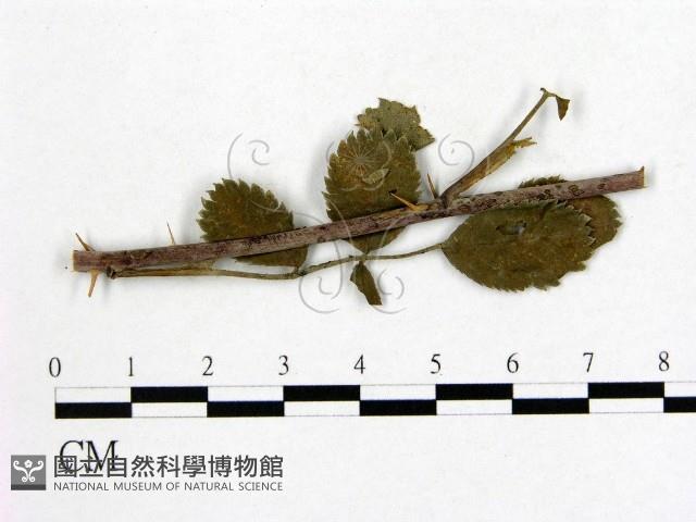館號:F0019266藏品圖，第1張