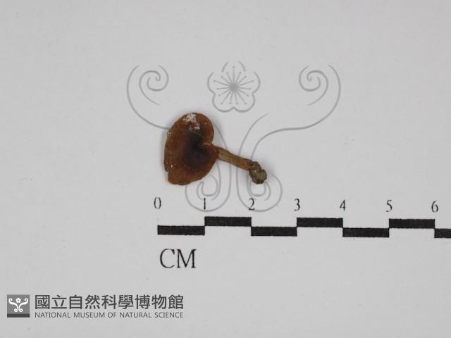 登錄號:F0013266藏品圖，第1張