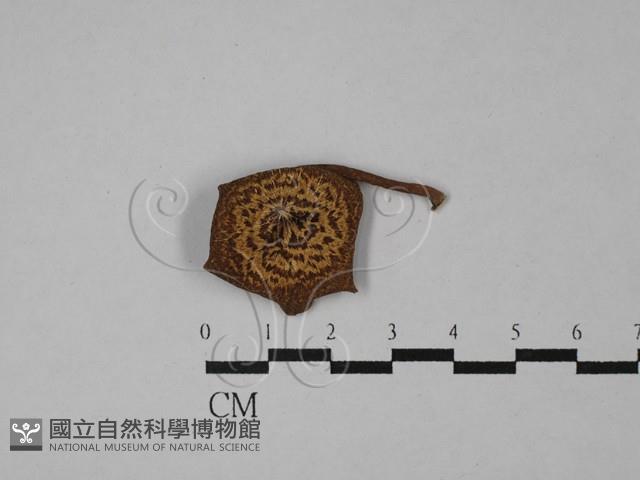 登錄號:F0028866藏品圖，第1張