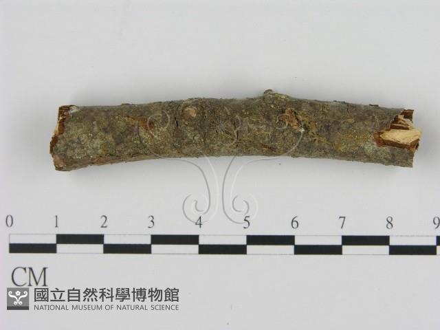 登錄號:F0008866藏品圖，第1張