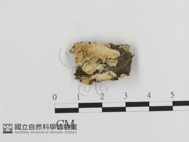 耙菌屬藏品圖，第1張