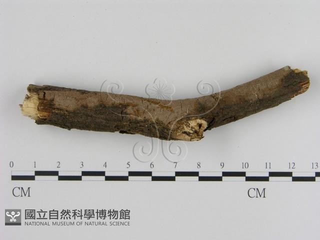 刺革菌屬藏品圖，第1張