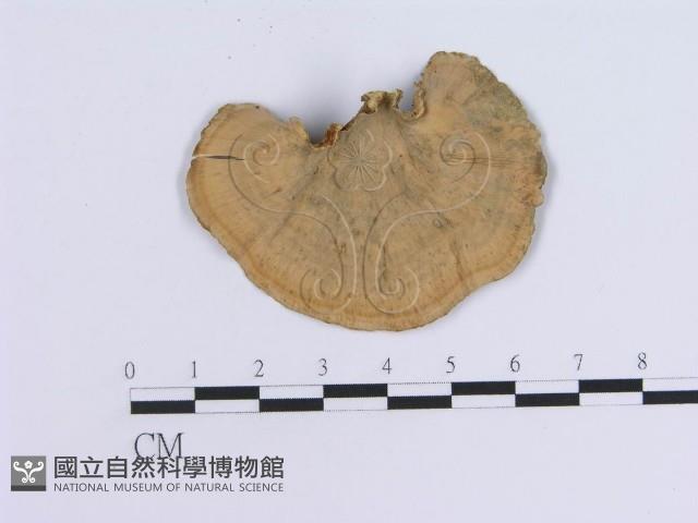 蠔韌革菌藏品圖，第1張