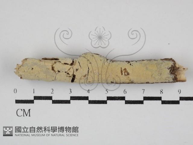 登錄號:F0030866藏品圖，第1張