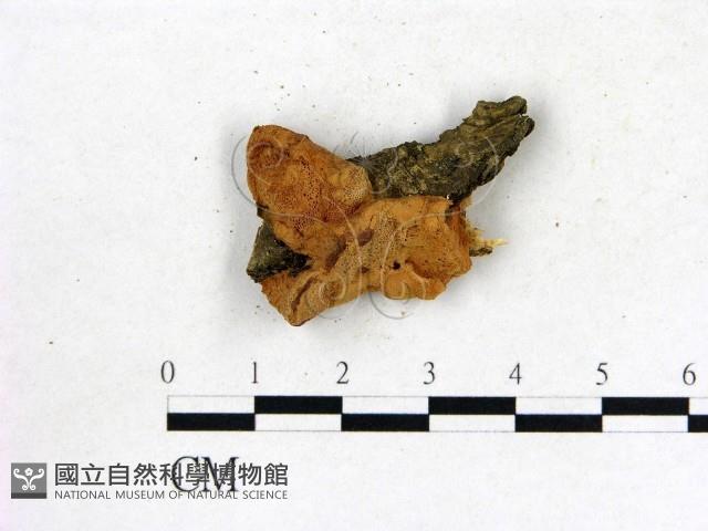 登錄號:F0006866藏品圖，第1張