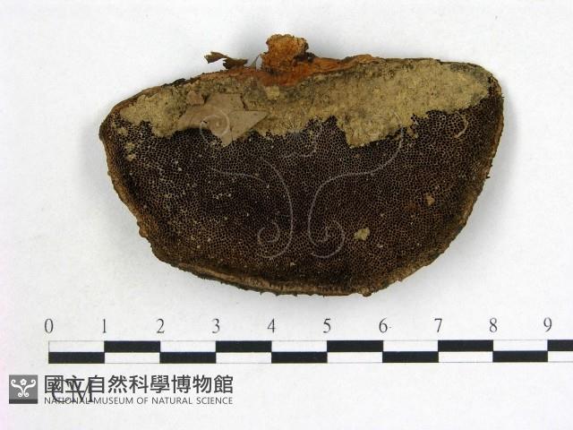 登錄號:F0016866藏品圖，第1張