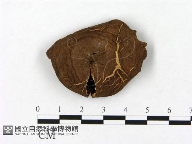 登錄號:F0021866藏品圖，第1張