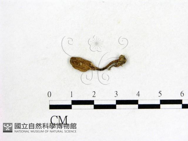 鬼傘屬藏品圖，第1張
