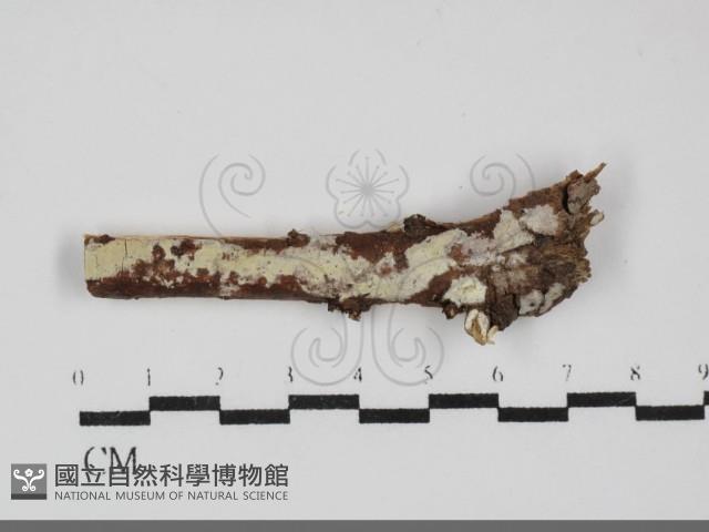 登錄號:F0031866藏品圖，第1張