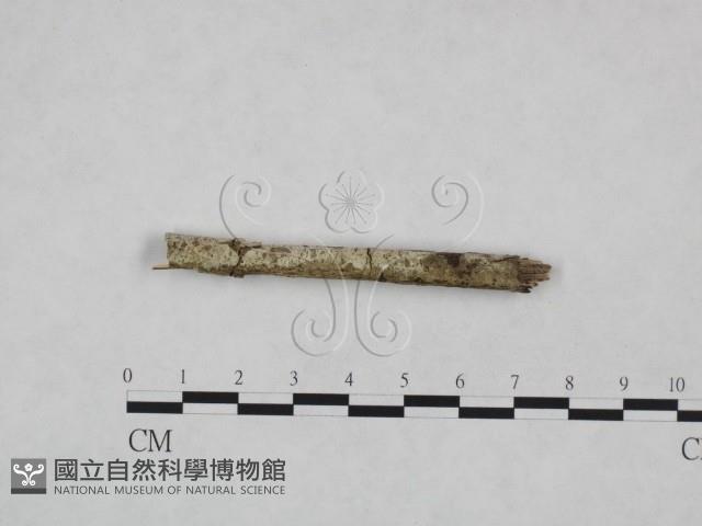 射脈菌屬藏品圖，第1張