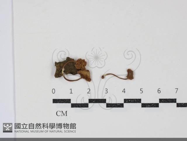 登錄號:F0034866藏品圖，第1張