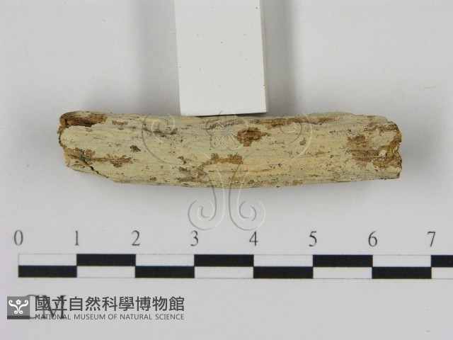 冇骨消絲齒菌藏品圖，第1張