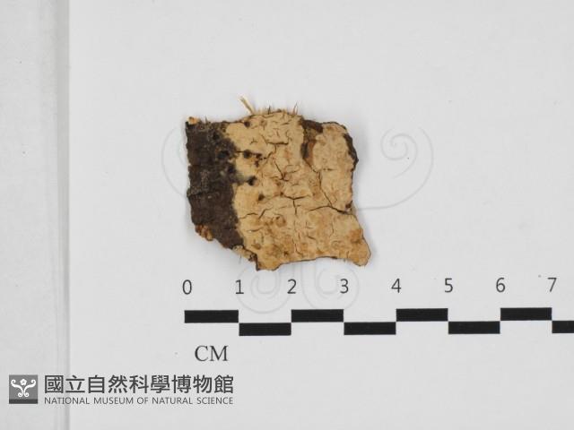 登錄號:F0032866藏品圖，第1張