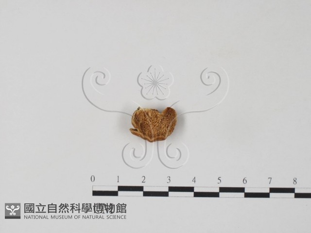 栓菌屬藏品圖，第1張