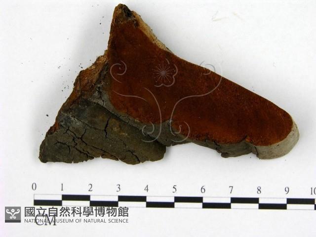 登錄號:F0005866藏品圖，第1張