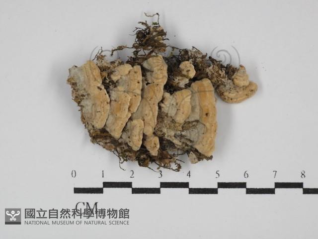 齒耳菌屬藏品圖，第1張