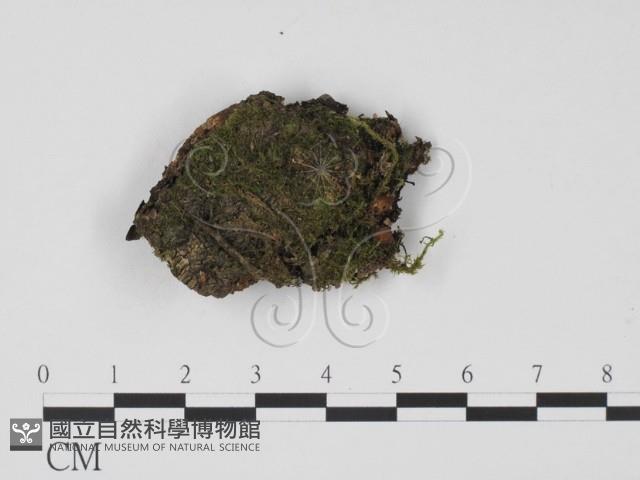 登錄號:F0009866藏品圖，第1張