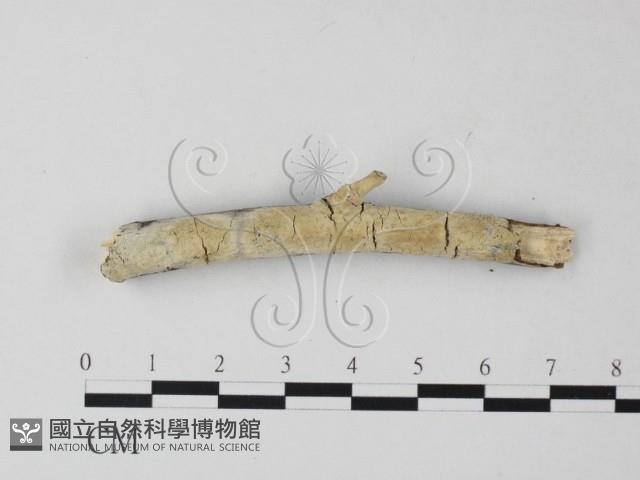 登錄號:F0023866藏品圖，第1張