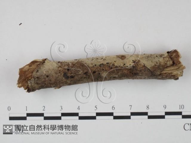 剛毛絲皮菌藏品圖，第1張