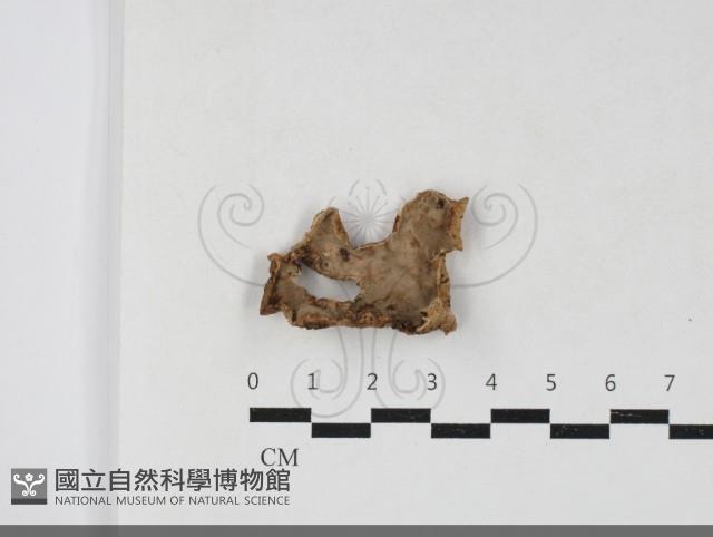 登錄號:F0033866藏品圖，第1張