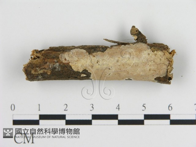 刺皮菌屬藏品圖，第1張