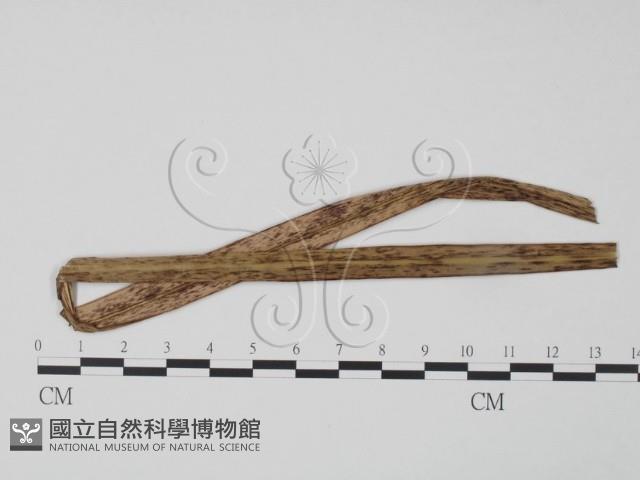 登錄號:F0018966藏品圖，第1張