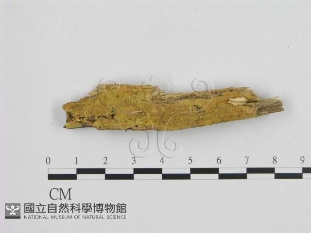 登錄號:F0000966藏品圖，第1張