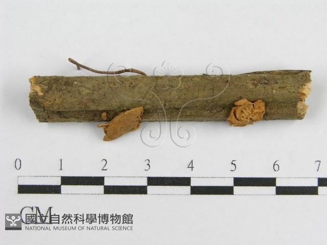 微皮傘屬藏品圖，第1張