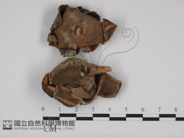 登錄號:F0030966藏品圖，第1張