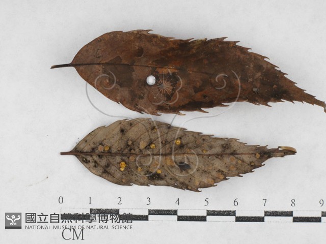 登錄號:F0026966藏品圖，第1張