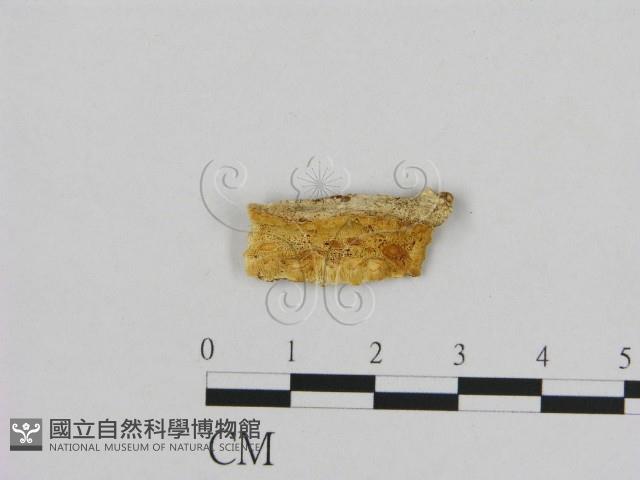 登錄號:F0006966藏品圖，第1張