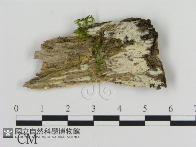 登錄號:F0016966藏品圖，第1張